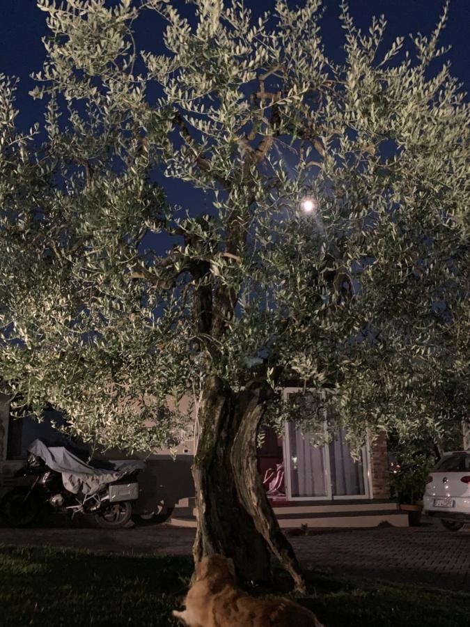 Апартаменты Locazione Turistica Casa Olivo Фучеккьо Экстерьер фото